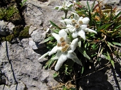 DA CERETE DI ARDESIO ALL’ANTICIMA E CIMA DEL MONTE SECCO SERIANO (mt.2267) - FOTOGALLERY